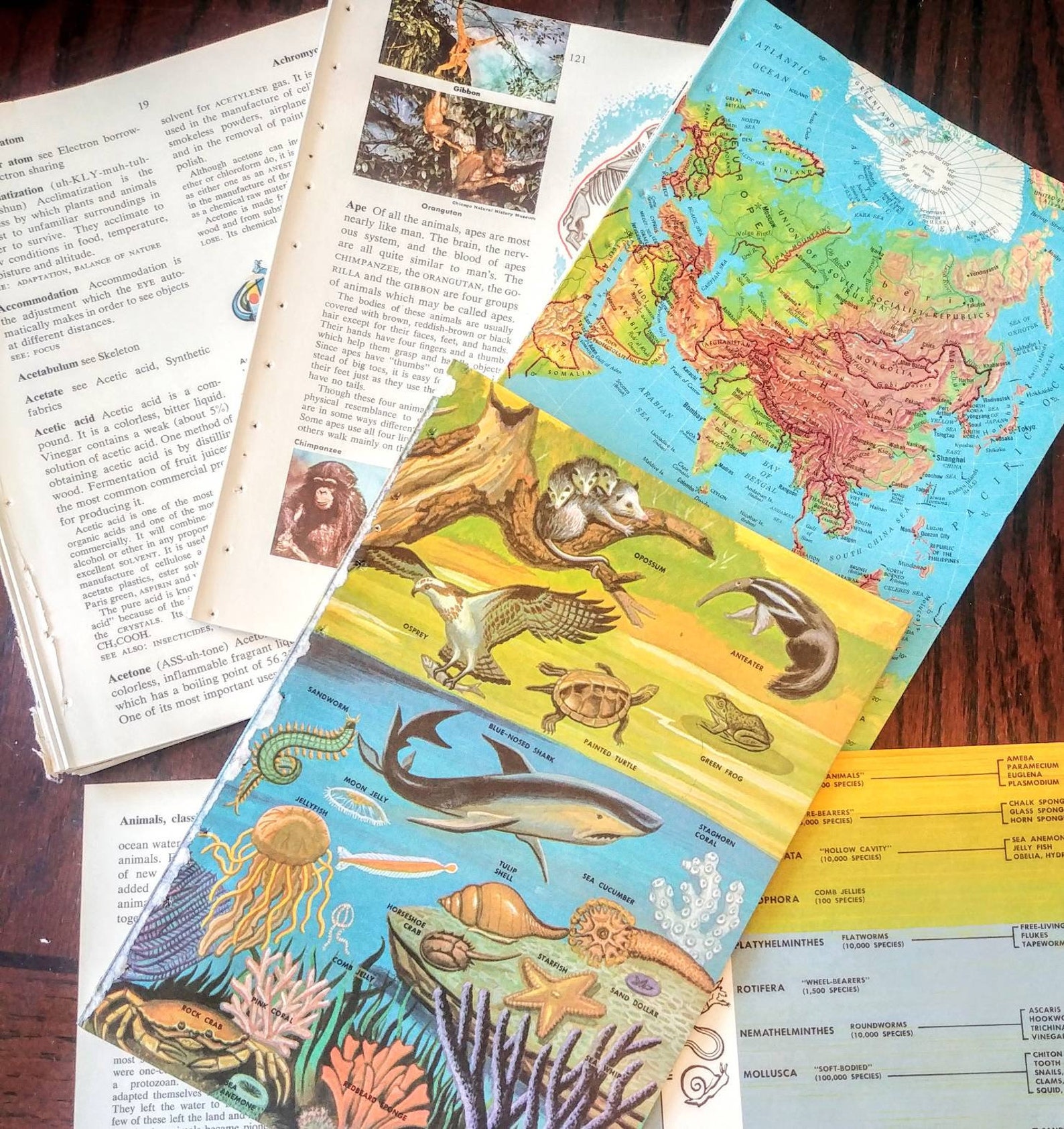 Vintage Childrens Science Encyclopedia With Pictures Bundle Etsy