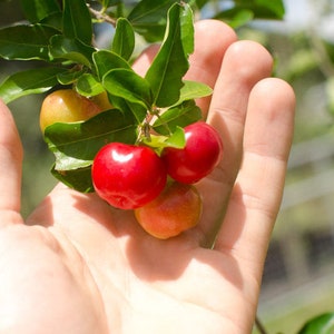 Barbados Cherry Free Shipping Acerola Plant - 3 gal. Pot - 3&#39; tall established plant - Non-GMO