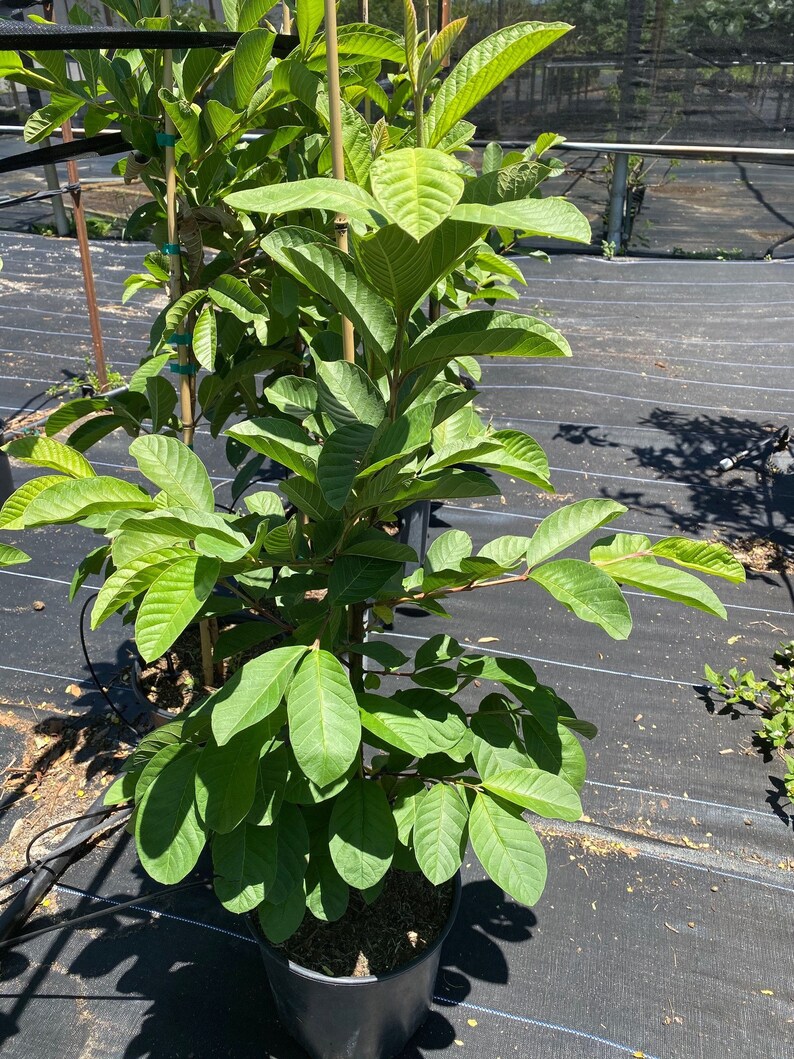 Guava Plant barbie pink Plant Free priority Shipping 3 | Etsy