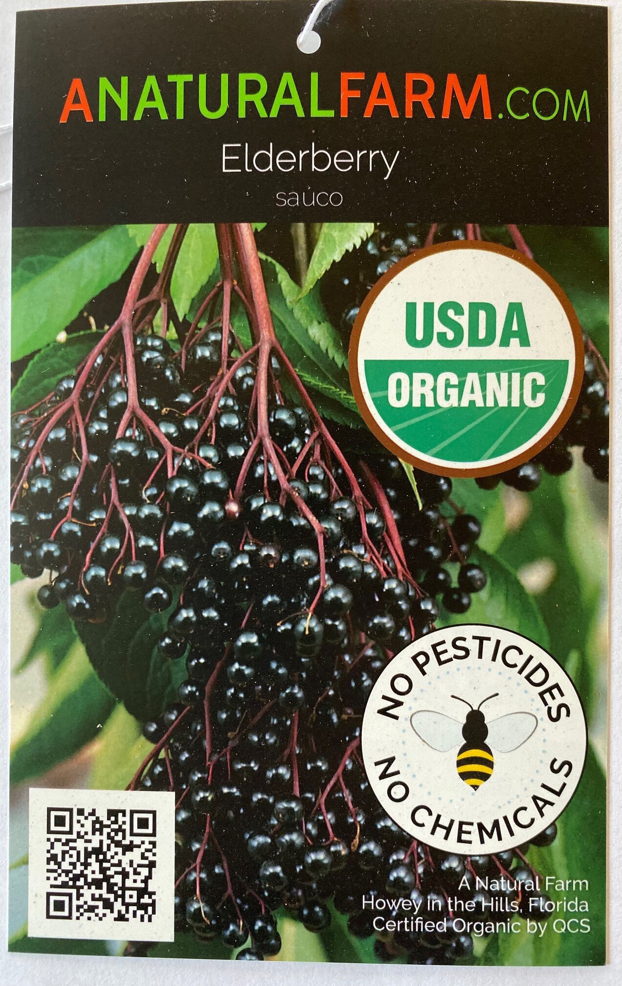 Organic Elderberry Plant Free Priority Shipping 12 to 18" tall i…