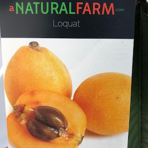 Loquat Grafted Tree UPS Shipping Included - 4 Varieties available - 3&#39; tall in 3 gal pot Japanese Plum