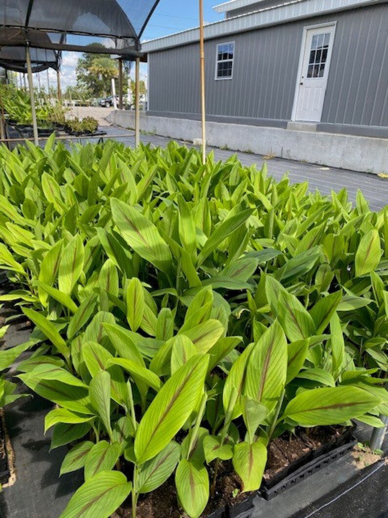 Organic Green Turmeric Plant FREE Priority SHIPPING All Etsy