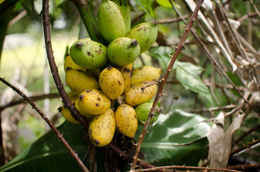 Organically Grown Banana Live Plant UPS Delivery Included, Dwarf