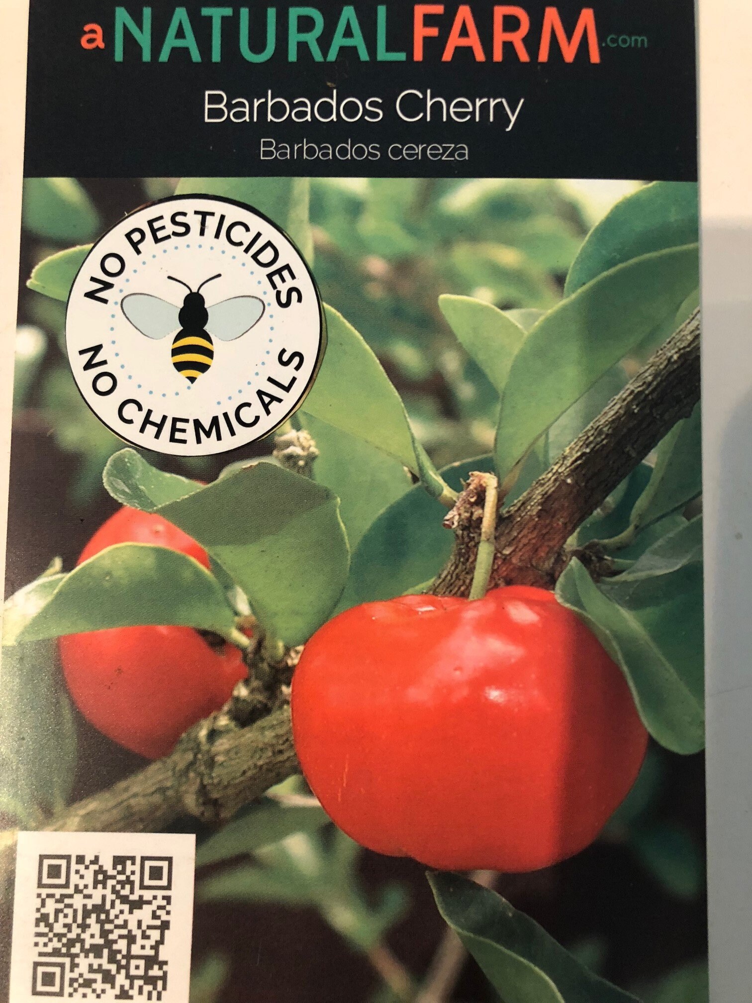 Acerola Cherry Barbados Cherry Plant Free Priority Shipping Etsy