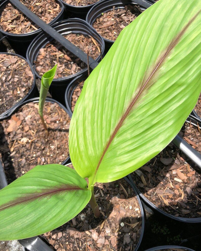 Organic Black Turmeric Plant in pot With Leaves Free Etsy