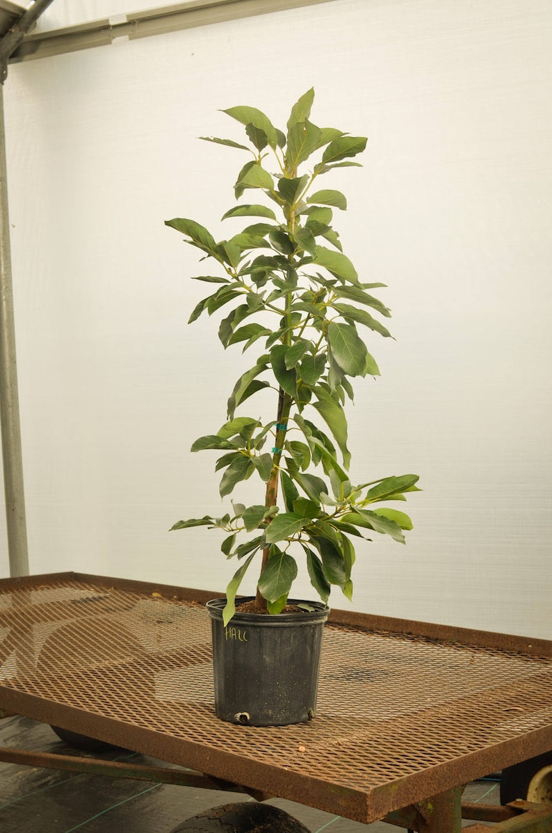 Как выглядит растение авокадо фото Avocado Tree Grafted Cold Hardy 3'4' tall Etsy