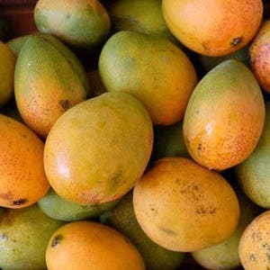 May include: A close-up shot of a pile of ripe mangoes. The mangoes vary in color from green to yellow and orange, with some showing speckled skin. The fruits are oval-shaped and appear fresh, suggesting a tropical fruit harvest.