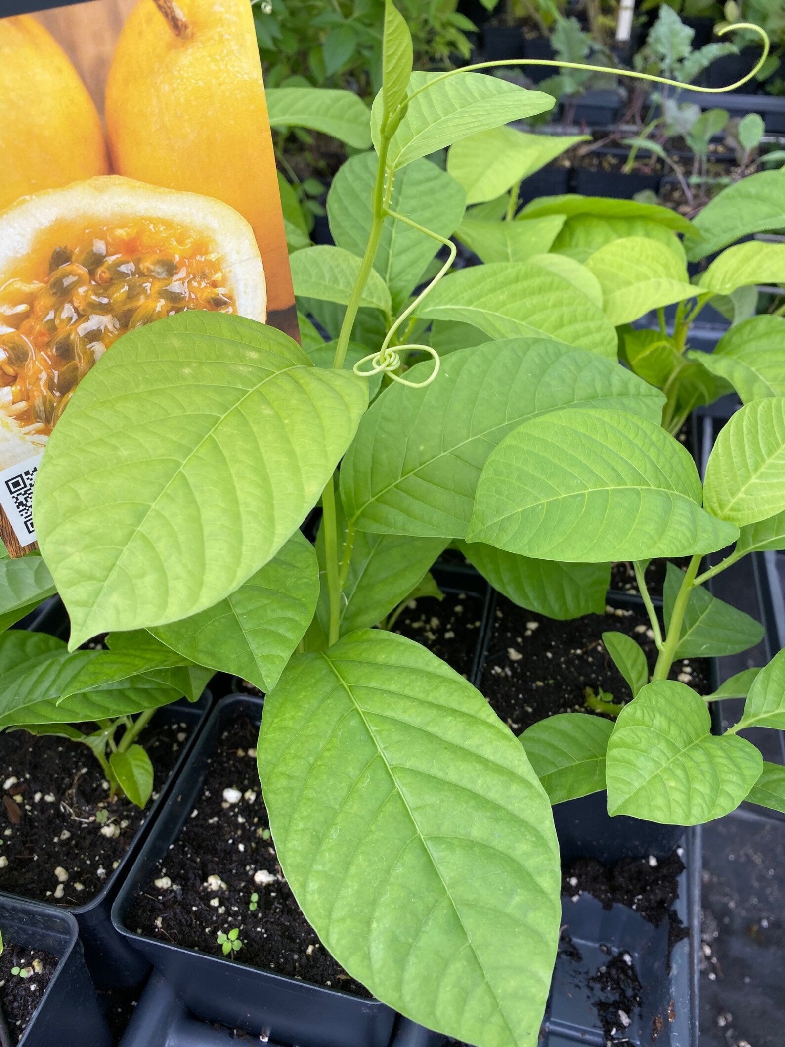 Yellow Passion Fruit Plant FREE Priority SHIPPING 8 tall Etsy