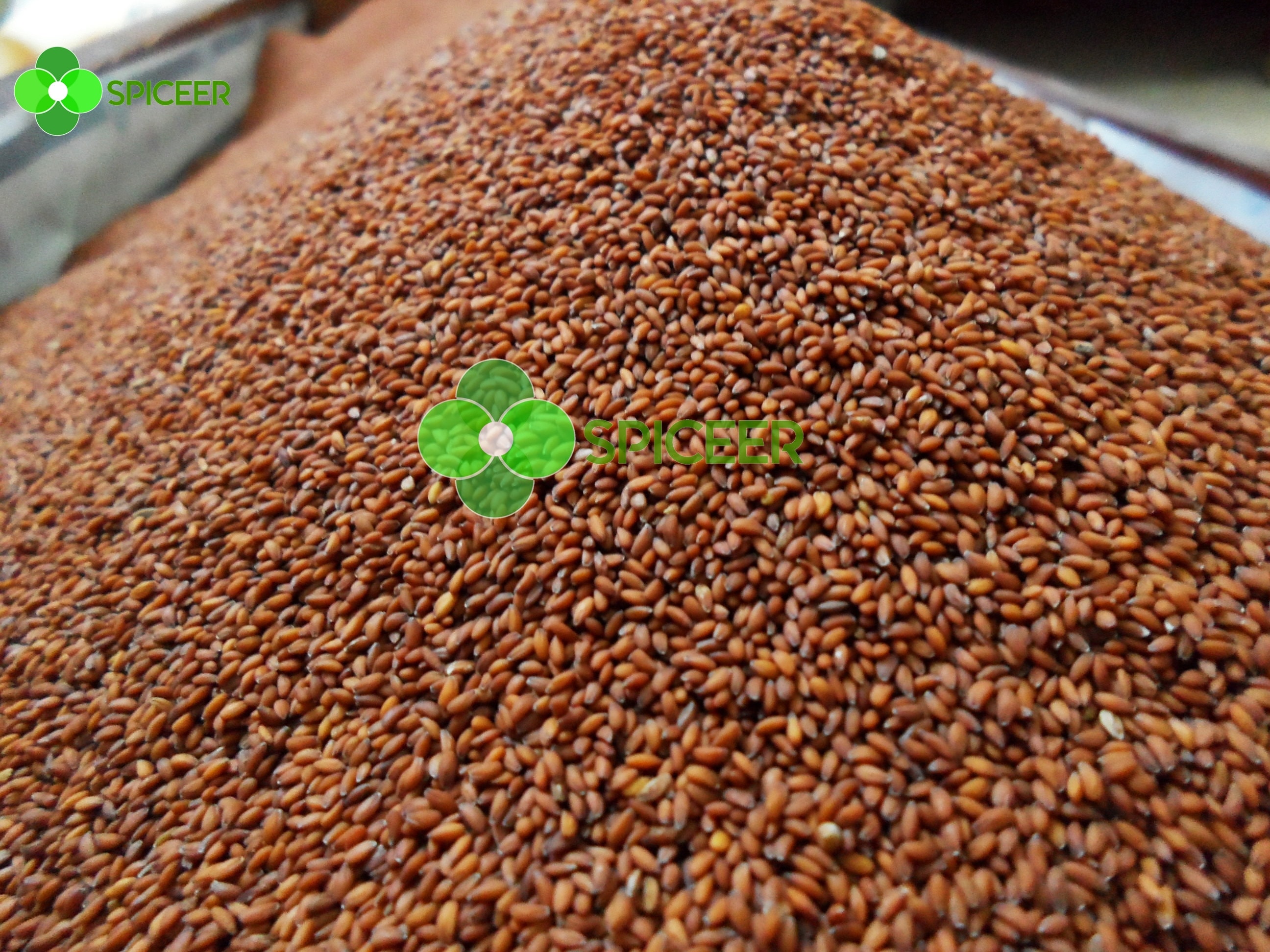 Cress Seeds, Shop 4 Varieties