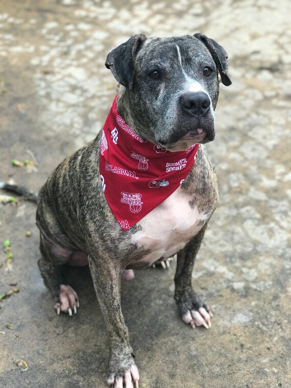 ou sooners dog jersey