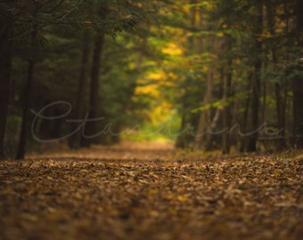 Fall Forrest Digital Backdrop, Deep Woods in Autumn Background, Dreamy Digital Backdrop, Photoshop Backdrops for Portrait Photography