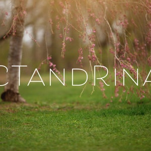 Weeping Japanese Cherry Blossom Digital Backdrop, Spring Light Leak Digital Background, Hanging Branch Digital Backdrop for Photoshop