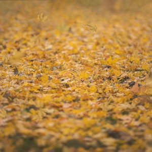 Yellow Fall Leaf Covered Ground with Falling Leaves Digital Backdrop, Autumn Leaves Digital Background, Beautiful Backdrops for Photoshop