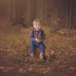 Stump in Woods Digital Background, Fall Backdrop, Woodsy Image, Digital Background for Portrait Photography, Digital Backdrops for Photoshop
