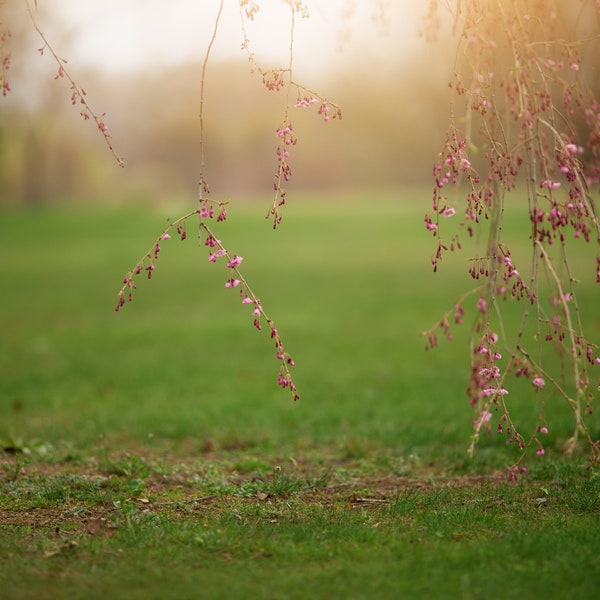 Weeping Japanese Cherry Blossom Digital Backdrop, Spring Light Leak Digital Background, Hanging Branch Digital Backdrop for Photoshop