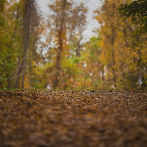 Autumn Forest Digital Backdrop: Fall Photography Background (Digital Download)