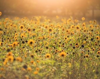 Sunflower Field Digital Backdrop, Light Leak, Golden Light with Sunflowers, Flower Background, Digital Backdrops for Photoshop!