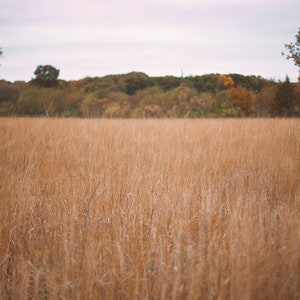 May include: A field of tall, dry grass with a line of trees in the background. The grass is a light brown color and the trees are a mix of green and brown.