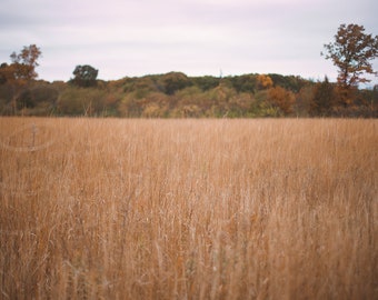 Autumn Field Digital Backdrop, Fall Harvest Image, Tall Grassy Field Digital Background, Digital Backdrops for Photoshop and More!