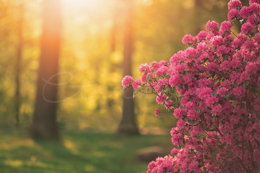 Pink Flowers With Golden Light Leak Digital Backdrop Floral - Etsy
