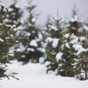 May include: A close-up of a snow-covered evergreen tree in a forest. The tree is in focus, while the other trees are blurred in the background.