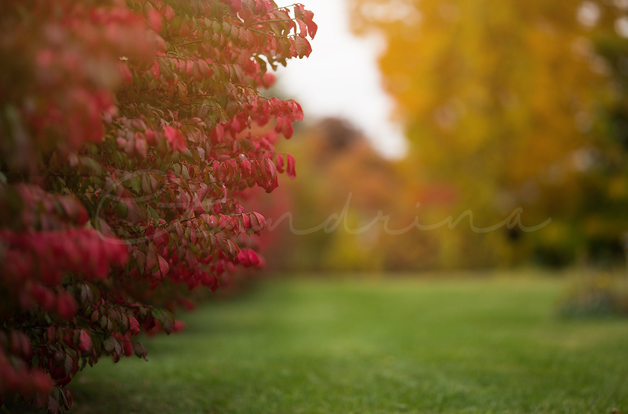 Buy Fall Digital Backdrop Red Leaves With Blur Background Online in India -  Etsy