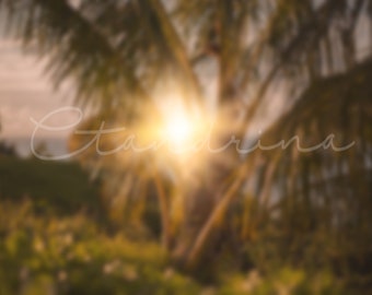 Sunset Palm Trees Digital Background, Portrait Photography Blurred Backdrop, Summer and Tropical Digital Backdrops for Photoshop
