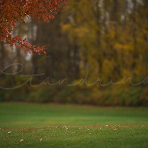 2 Under the Fall Tree Digital Backdrops, Autumn Digital Background, Fallen Leaves Under Tree, Photoshop Backdrops for Portrait Photography
