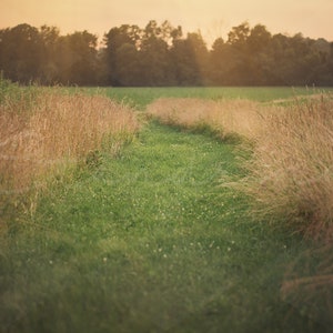 Tall Grass Path Digital Backdrop, High Grass with Golden Light Leak Digital Background, Digital Photoshop Backdrops for Portrait Photography