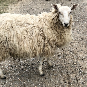 May include: A close-up of a sheep with thick, off-white wool. The sheep stands on a gravel surface, with a metal fence in the background. The sheep's face is white, and it looks directly at the camera.