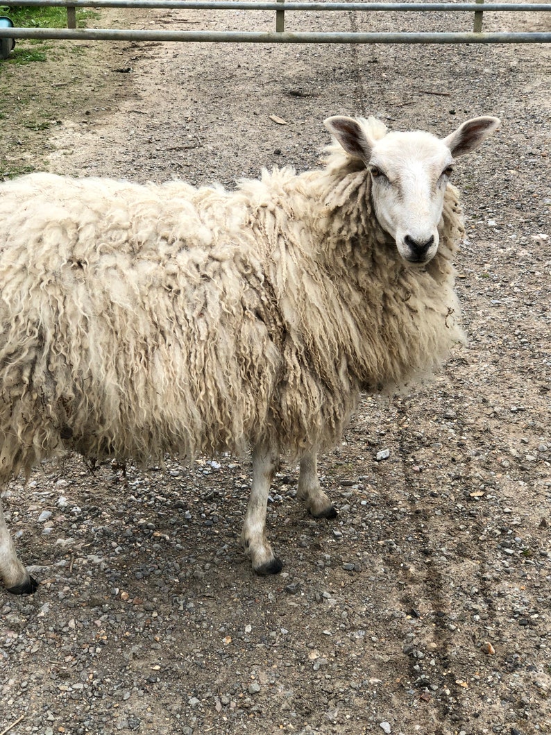 May include: A close-up of a sheep with thick, off-white wool. The sheep stands on a gravel surface, with a metal fence in the background. The sheep's face is white, and it looks directly at the camera.