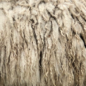 May include: Close-up of sheep's wool. The wool is a mix of off-white and light brown, with a curly, textured appearance. The fibers are tightly packed, creating a dense, warm look. The image highlights the natural texture and color variations of the wool.