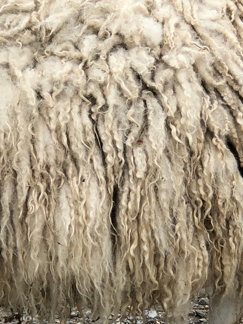 May include: Close-up of sheep's wool. The wool is a mix of off-white and light brown, with a curly, textured appearance. The fibers are tightly packed, creating a dense, warm look. The image highlights the natural texture and color variations of the wool.