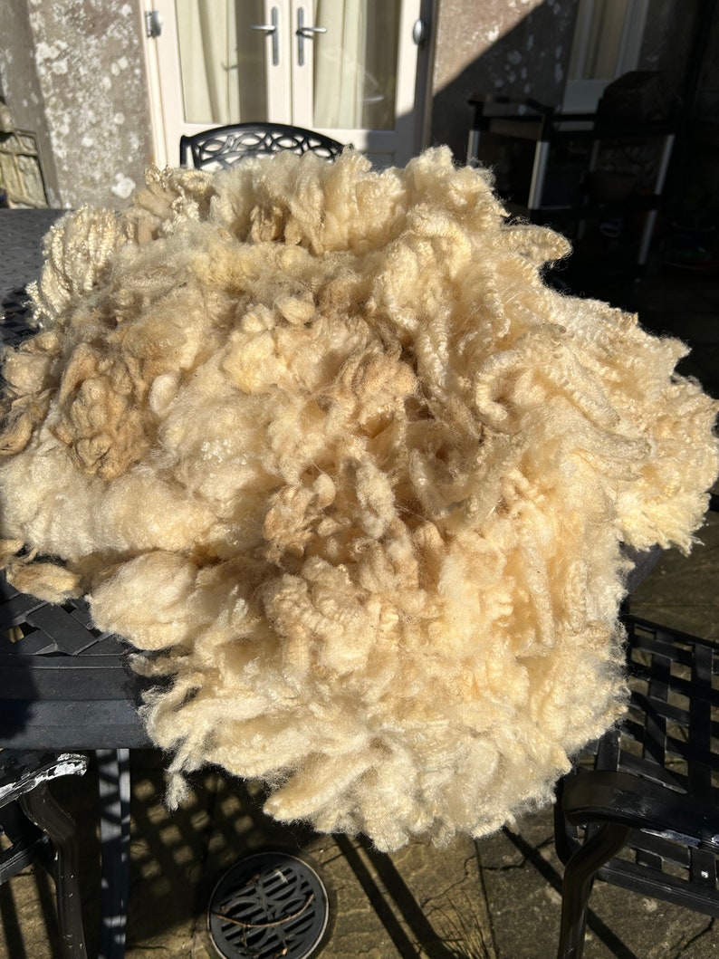 May include: A pile of light beige sheep fleece. The fleece is fluffy and unspun, showing its natural texture and color variations.  The fleece is displayed outdoors on a dark metal table. The pile is loosely arranged, highlighting its volume and softness.  The natural, unprocessed wool is ideal for spinning, felting, or other fibre crafts.