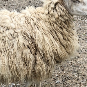 May include: A close-up of a sheep with thick, cream-colored wool. The sheep's wool is shaggy and textured, with visible strands and curls. The sheep's head is visible, with a light-colored face and ears. The background is a gravelly surface.