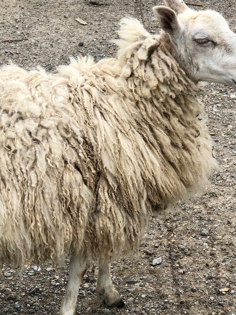 May include: A close-up of a sheep with thick, cream-colored wool. The sheep's wool is shaggy and textured, with visible strands and curls. The sheep's head is visible, with a light-colored face and ears. The background is a gravelly surface.