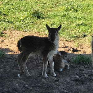 Può includere: Un giovane agnello in piedi in un campo, la sua pelliccia marrone contrasta con le zampe e il petto bianchi. Un altro agnello riposa nelle vicinanze. Lo sfondo presenta erba verde e una giornata di sole.