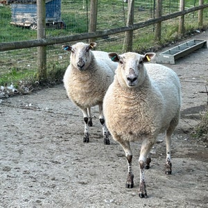 May include: Two sheep stand on a gravel path, facing the camera. They have thick, white wool and dark legs. The background includes a wooden fence, a building, and a metal trough.