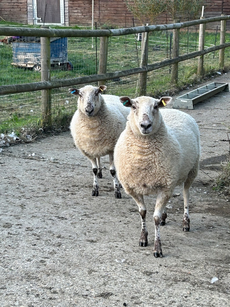 May include: Two sheep stand on a gravel path, facing the camera. They have thick, white wool and dark legs. The background includes a wooden fence, a building, and a metal trough.
