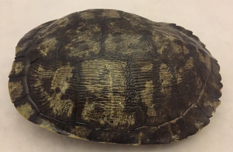 Male Red Eared Slider Real Turtle Shell 6-7 inch Long