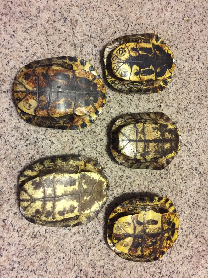 Male Red Eared Slider Real Turtle Shell 6-7 inch Long