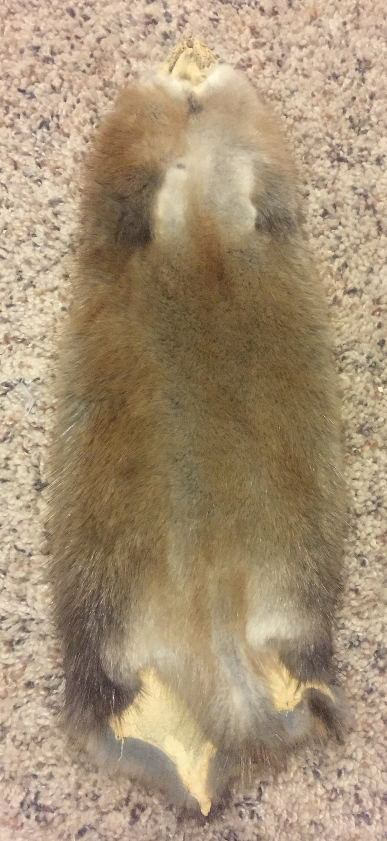 Northern Minnesota Muskrat Pelt Soft/garment Tanned FREE Etsy