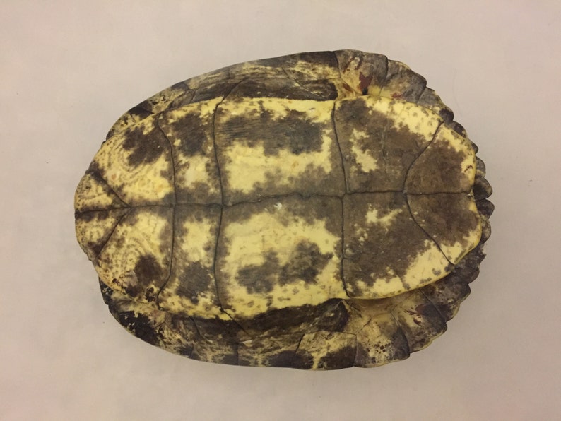 Male Red Eared Slider Real Turtle Shell 6-7 inch Long