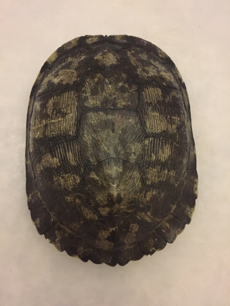 Male Red Eared Slider Real Turtle Shell 6-7 inch Long