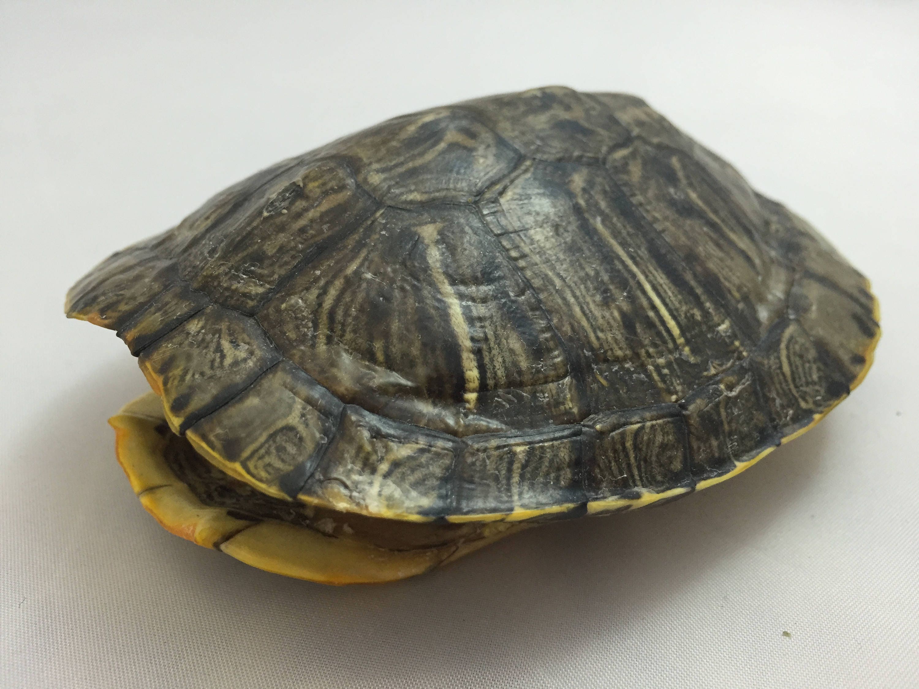 Turtle shell. Tortoise Shell. Tortoise Shell mollusk. Максфрант Turtle-Shell.