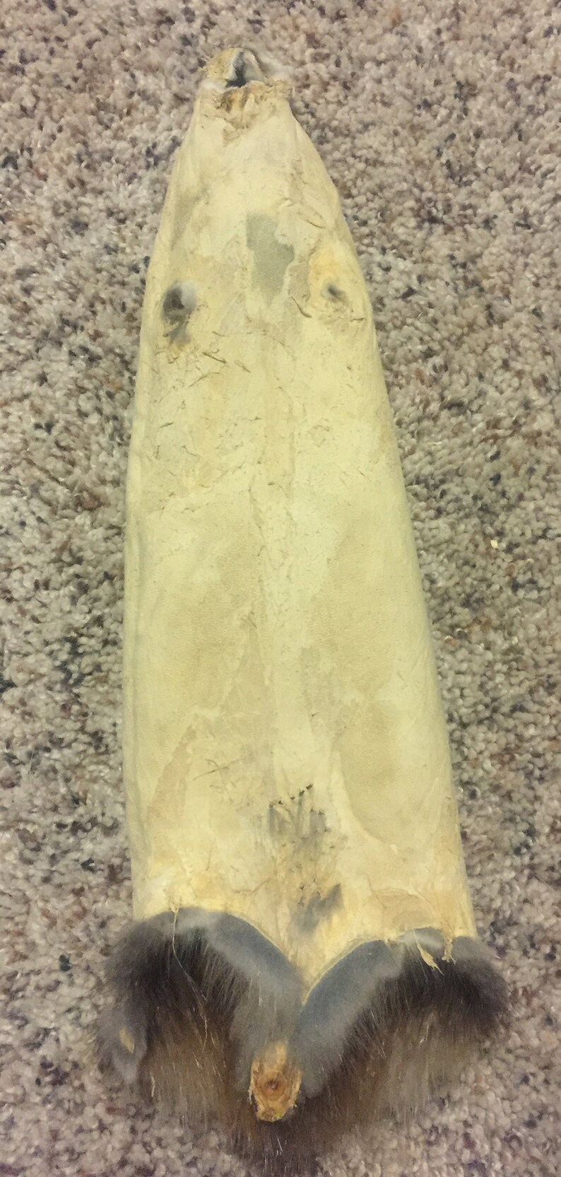 Northern Minnesota Muskrat Pelt Soft/garment Tanned FREE Etsy