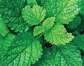 Lemon Balm Melissa officinalis Herbal Glycerite Anti-Stress Anti-Anxiety Antiviral Antibacterial Alcohol-Free Extract