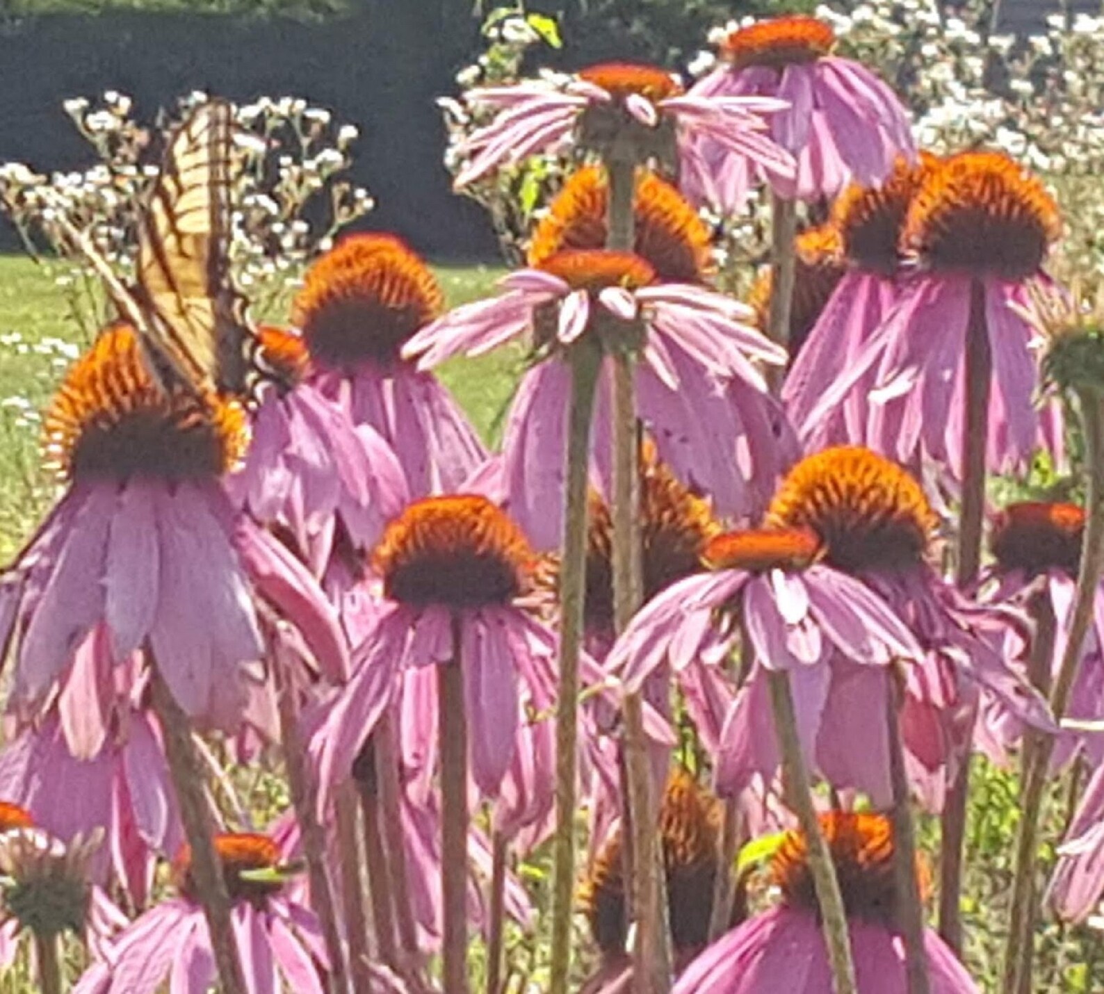 Echinacea angustifolia root & purpurea root leaf flower Etsy