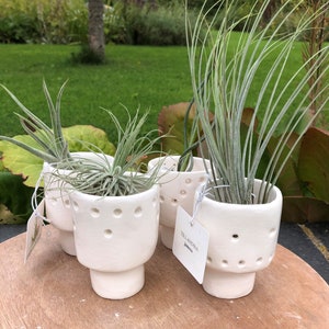 Puede incluir: Tres macetas de cerámica blanca con plantas aéreas. Las macetas tienen una superficie texturizada con pequeños agujeros. La etiqueta en la maceta dice "Tillandsia Jones"