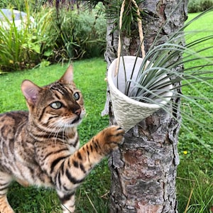 Puede incluir: Un gato atigrado marrón con ojos verdes alcanza a tocar una maceta de cerámica blanca que cuelga de un tronco de árbol. La maceta contiene una planta de aire verde.